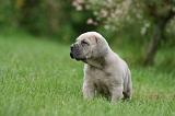 CANE CORSO 1036